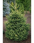 Abies pinsapo Aurea